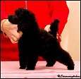 Länsmansgårdens Pretty Princess 8 w. Toy puppy