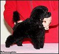 Länsmansgårdens Precious Princess 8 w. Toy puppy