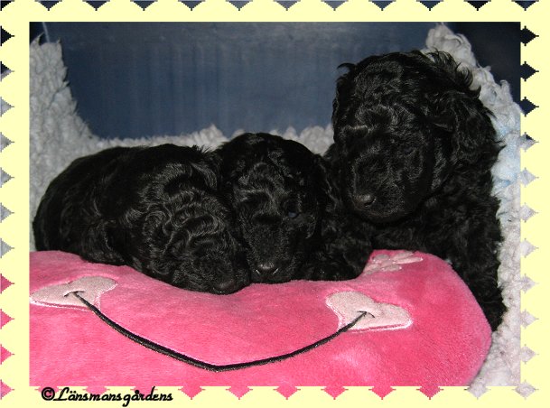 Lilly, Oliver och Miley
