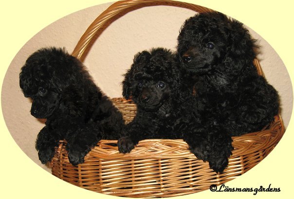 Lilly, Miley och Oliver 6 v
