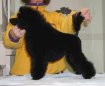 Länsmansgårdens Legolas Greenleaf 4 mån./ 4 months old