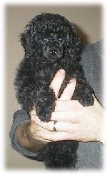 Ada 7 veckor/ Ada 7 weeks