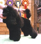 Hedda 2 år vinner sitt första cert!
