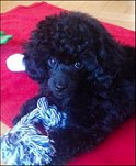 Pixel