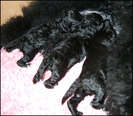 Tilda, Rosa och Bamse 12 dagar