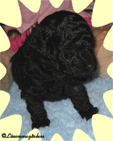 Lilly