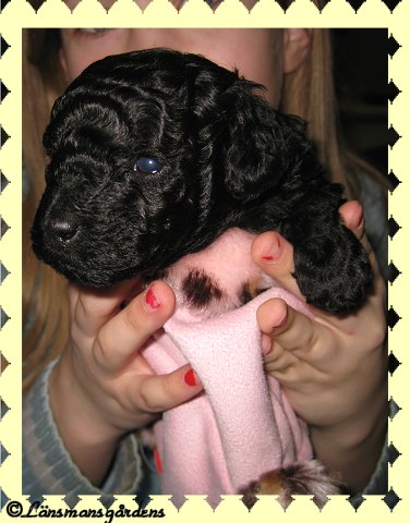 Lilly