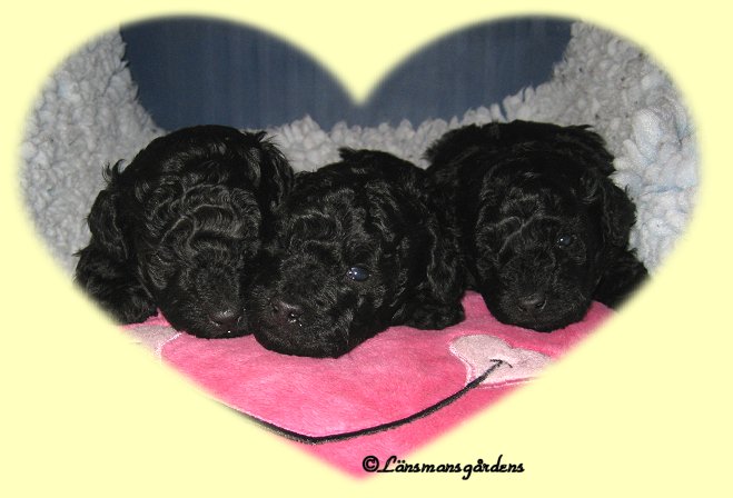 Lilly, Oliver och Miley