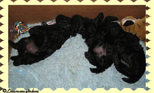 Miley, Oliver och Lilly