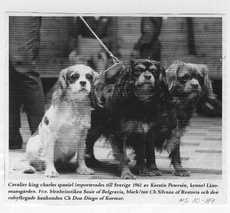 3 importerade cavalierer från England