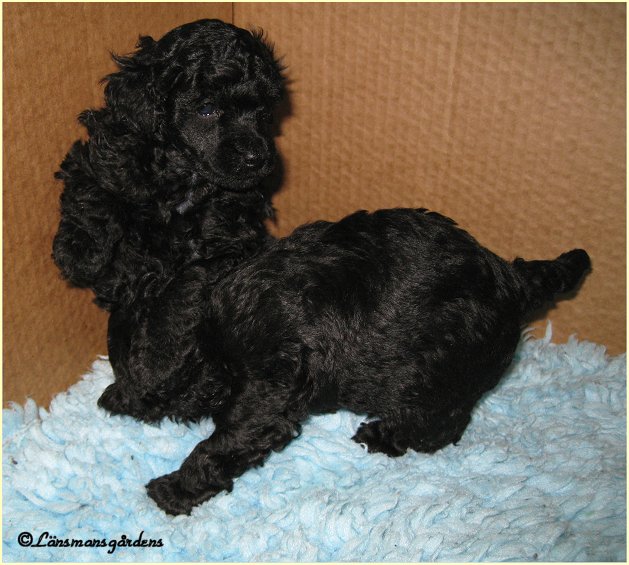 Oliver busar med Lilly, 4 v