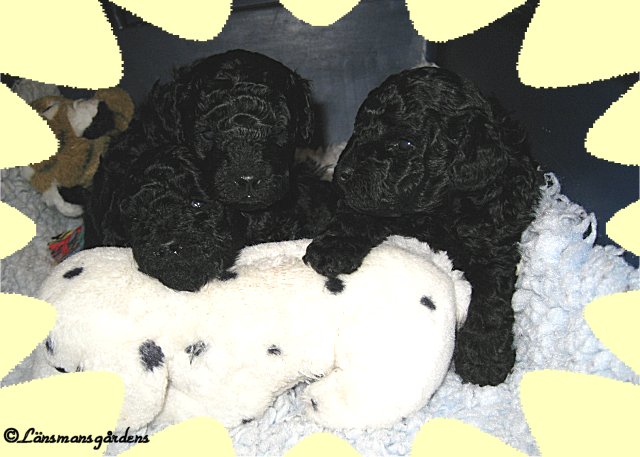 Oliver,, Lilly och Miley
