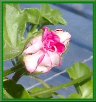 Pelargonknopp