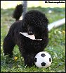 Länsmansgårdens Poker Face 11 w. Toy puppy