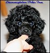 Länsmansgårdens Poker Face 8 w. Toy puppy