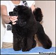 Länsmansgårdens Pretty Princess 6 month. Toy puppy
