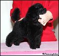 Länsmansgårdens Pretty Princess 10 w. Toy puppy