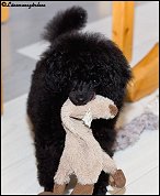 Stella bär