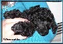 L. Queen Of Sapphires 6 v/ 6 weeks