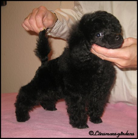 Beautiful Girl 8 weeks