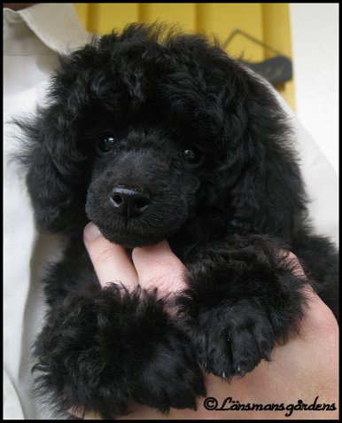 Beautiful Girl 8 weeks