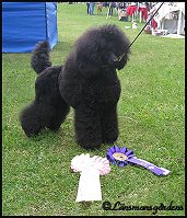 Rosa puppy BOB