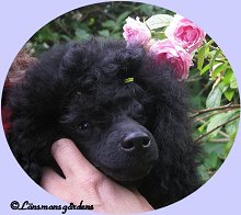 Rosa 4 månader/4 months old