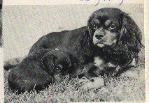 Cavalierern Sally med valp