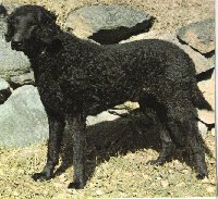 Curly coated retriever