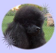 Sirius