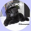 L. Queen Of Sapphires 3 månader/3 months 