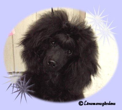 Stella 4½ m