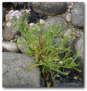 Strandaster