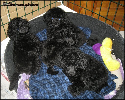 Texas, Sam, Sessan och Frodo