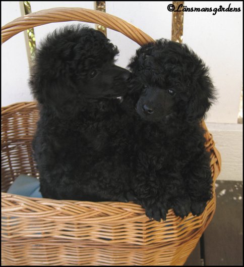 Texas och Sessan 7½ vecka gamla/ 7½ weeks old!
