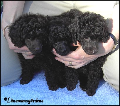 "Magic kullen" 5 veckor. Melody, Sötnos och Bamse