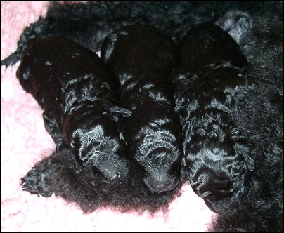 Tripp trapp trull Tilda, Rosa och Bamse