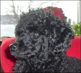 Benny