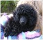 L. Lady Evenstar. Zeldas söta huvud, 9 v/ Zelda´s pretty head, 9 weeks old! Toy